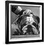 Bulldog Having Whiskers Clipped with Stubby Pair of Scissors in Preparation for Westminister Show-George Silk-Framed Photographic Print