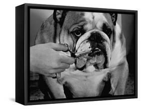 Bulldog Having Whiskers Clipped with Stubby Pair of Scissors in Preparation for Westminister Show-George Silk-Framed Stretched Canvas