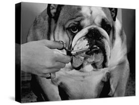 Bulldog Having Whiskers Clipped with Stubby Pair of Scissors in Preparation for Westminister Show-George Silk-Stretched Canvas