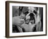 Bulldog Having Whiskers Clipped with Stubby Pair of Scissors in Preparation for Westminister Show-George Silk-Framed Photographic Print