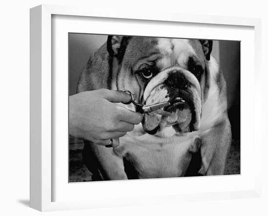 Bulldog Having Whiskers Clipped with Stubby Pair of Scissors in Preparation for Westminister Show-George Silk-Framed Photographic Print