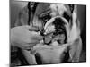 Bulldog Having Whiskers Clipped with Stubby Pair of Scissors in Preparation for Westminister Show-George Silk-Mounted Photographic Print