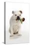 Bulldog Holding Rose-null-Stretched Canvas