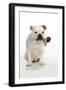 Bulldog Holding Rose-null-Framed Photographic Print