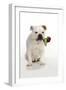 Bulldog Holding Rose-null-Framed Photographic Print