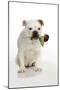 Bulldog Holding Rose-null-Mounted Photographic Print