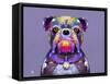 Bulldog I-Fernando Palma-Framed Stretched Canvas