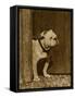 Bulldog in a Doorway-null-Framed Stretched Canvas