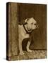 Bulldog in a Doorway-null-Stretched Canvas