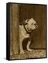 Bulldog in a Doorway-null-Framed Stretched Canvas