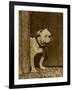 Bulldog in a Doorway-null-Framed Art Print