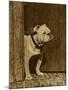 Bulldog in a Doorway-null-Mounted Art Print