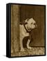 Bulldog in a Doorway-null-Framed Stretched Canvas