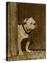 Bulldog in a Doorway-null-Stretched Canvas