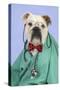 Bulldog in Vets Scrubs Wearing Glasses and Stethoscope-null-Stretched Canvas