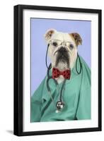 Bulldog in Vets Scrubs Wearing Glasses and Stethoscope-null-Framed Photographic Print