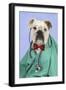 Bulldog in Vets Scrubs Wearing Glasses and Stethoscope-null-Framed Photographic Print