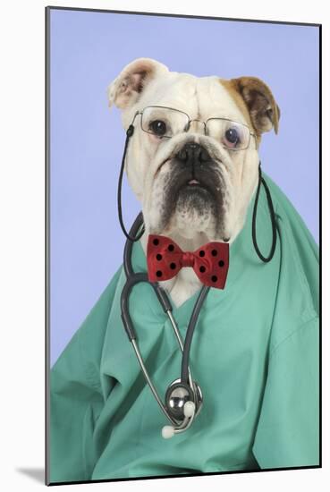 Bulldog in Vets Scrubs Wearing Glasses and Stethoscope-null-Mounted Photographic Print