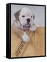 Bulldog in Wooden Box-Akira Matoba-Framed Stretched Canvas