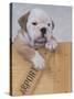 Bulldog in Wooden Box-Akira Matoba-Stretched Canvas