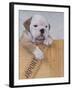 Bulldog in Wooden Box-Akira Matoba-Framed Photographic Print