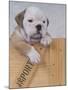 Bulldog in Wooden Box-Akira Matoba-Mounted Photographic Print