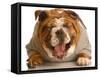 Bulldog Laughing-Willee Cole-Framed Stretched Canvas