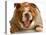 Bulldog Laughing-Willee Cole-Stretched Canvas