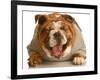 Bulldog Laughing-Willee Cole-Framed Photographic Print