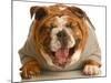 Bulldog Laughing-Willee Cole-Mounted Photographic Print