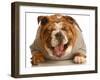 Bulldog Laughing-Willee Cole-Framed Photographic Print