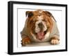 Bulldog Laughing-Willee Cole-Framed Photographic Print