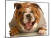 Bulldog Laughing-Willee Cole-Mounted Photographic Print