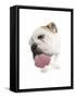 Bulldog Licking the Screen-null-Framed Stretched Canvas