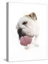 Bulldog Licking the Screen-null-Stretched Canvas