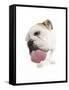 Bulldog Licking the Screen-null-Framed Stretched Canvas