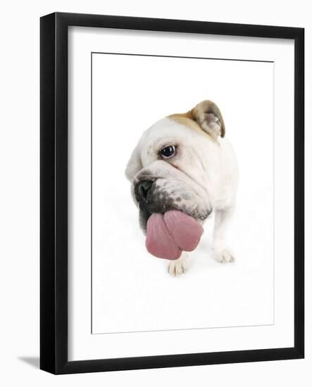 Bulldog Licking the Screen-null-Framed Photographic Print