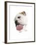 Bulldog Licking the Screen-null-Framed Photographic Print