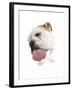 Bulldog Licking the Screen-null-Framed Photographic Print