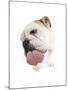 Bulldog Licking the Screen-null-Mounted Photographic Print