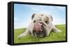 Bulldog Lying Down Licking Nose, Close-Up-null-Framed Stretched Canvas