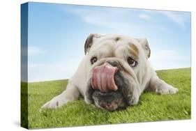 Bulldog Lying Down Licking Nose, Close-Up-null-Stretched Canvas