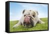Bulldog Lying Down Licking Nose, Close-Up-null-Framed Stretched Canvas