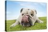 Bulldog Lying Down Licking Nose, Close-Up-null-Stretched Canvas