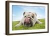 Bulldog Lying Down Licking Nose, Close-Up-null-Framed Photo