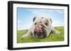 Bulldog Lying Down Licking Nose, Close-Up-null-Framed Photo