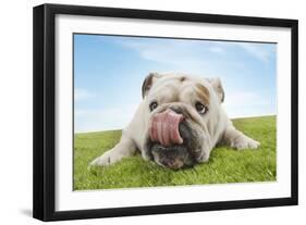 Bulldog Lying Down Licking Nose, Close-Up-null-Framed Photo