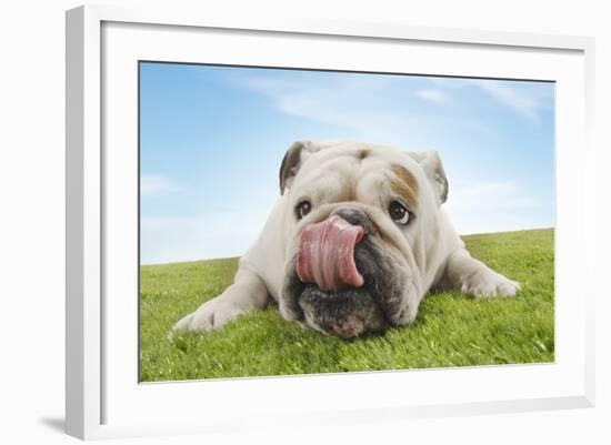 Bulldog Lying Down Licking Nose, Close-Up-null-Framed Photo