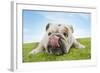 Bulldog Lying Down Licking Nose, Close-Up-null-Framed Photo