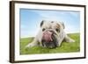 Bulldog Lying Down Licking Nose, Close-Up-null-Framed Photo